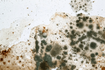 警惕！霉菌可增加疾病风险